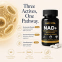 NAD+ slide 3